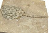 Crinoid (Cyathocrinites) Fossil - Crawfordsville, Indiana #188680-3